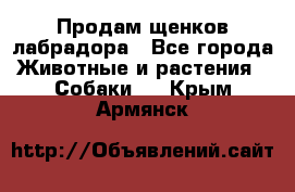 Продам щенков лабрадора - Все города Животные и растения » Собаки   . Крым,Армянск